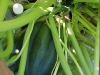 acorn_squash_growing_03