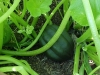 acorn_squash_growing_04