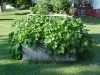 acorn_squash_overgrowing_garden_01
