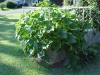 acorn_squash_overgrowing_garden_02