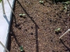 acorn_squash_sprouting