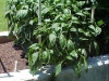 almost_4ft_bell_pepper_plants_01