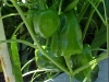 baby_bell_peppers_01