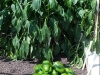 bell_peppers_one_days_picking_01