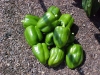 bell_peppers_one_days_picking_02