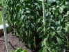 bell_peppers_one_days_picking_03