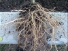 betterboy_tomato_plant_roots_01
