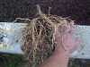 betterboy_tomato_plant_roots_02