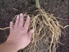 betterboy_tomato_plant_roots_04