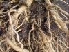 betterboy_tomato_plant_roots_05
