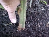 betterboy_tomato_plant_stalks_02