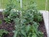 betterboytomatoplant05-06-2013