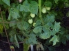 cherry_tomato_clusters_01