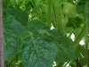 cherry_tomato_clusters_02