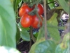cherry_tomato_clusters_03