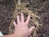 cherry_tomato_plant_roots_05