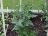 cherrytomatoplant05-06-2013