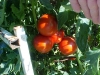 cluster_ripe_betterboy_tomatoes_01