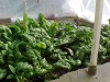 fall-garden-09