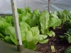 fall-garden-10