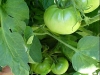 green_betterboy_tomatoes_01