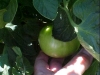 green_betterboy_tomatoes_02