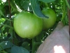 green_betterboy_tomatoes_03