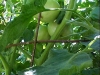 green_betterboy_tomatoes_04