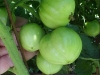 green_betterboy_tomatoes_05