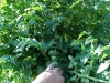 green_cherry_tomatoes_01