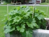growing_acorn_squach_plants_01