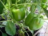 growing_bell_peppers_01
