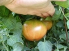 growing_betterboy_tomatoes_01