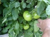 growing_betterboy_tomatoes_02