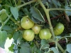 growing_betterboy_tomatoes_03