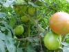 growing_betterboy_tomatoes_04