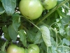 growing_betterboy_tomatoes_05