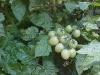 growing_cherry_tomatoes_01