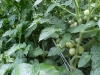 growing_cherry_tomatoes_02
