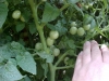 growing_cherry_tomatoes_03