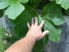 huge_acorn_squash_leaves_01