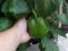 mature_bell_peppers_01