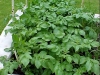 newpotatoes05-06-2013