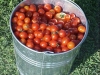picking_cherry_and_betterboy_tomatoes