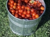 picking_cherry_and_betterboy_tomatoes_02