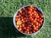 picking_cherry_and_betterboy_tomatoes_03