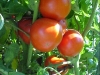 ripe_betterboy_tomatoes_01