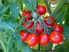 ripe_cherry_tomatoes_01