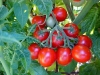 ripe_cherry_tomatoes_01