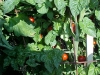 ripe_cherry_tomatoes_02